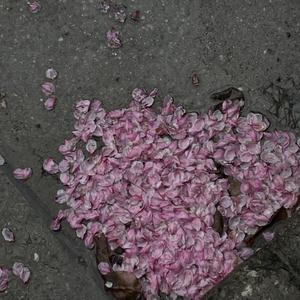 游泳爆乳露双奶头被教练玩弄
