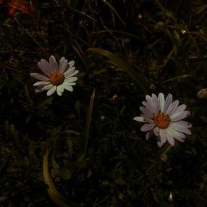 游泳爆乳露双奶头被教练玩弄
